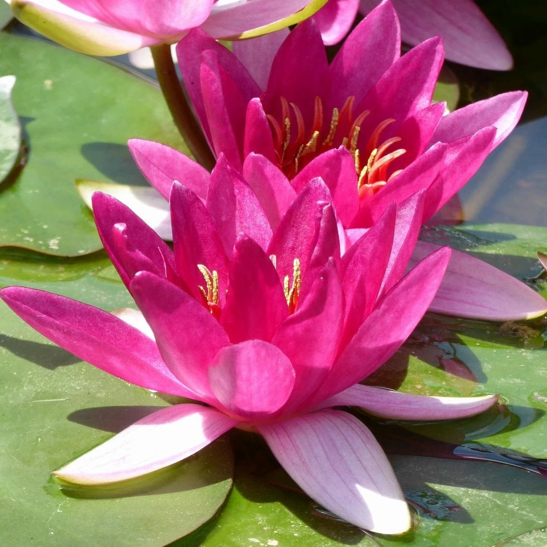 Roots Plants Dwarf Water Lily | Nymphaea Xiafei Trees For Small Gardens 5 Roots Plants Dwarf Water Lily | Nymphaea Xiafei Trees For Small Gardens