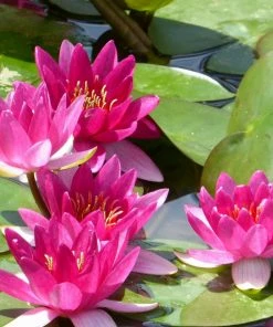 Roots Plants Dwarf Water Lily | Nymphaea Xiafei Trees For Small Gardens 10 Roots Plants Dwarf Water Lily | Nymphaea Xiafei Trees For Small Gardens
