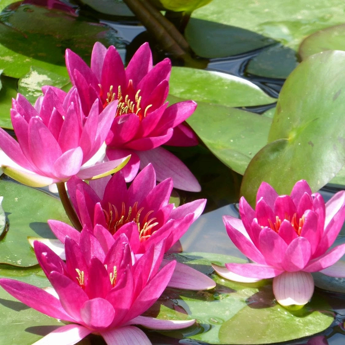 Roots Plants Dwarf Water Lily | Nymphaea Xiafei Trees For Small Gardens 6 Roots Plants Dwarf Water Lily | Nymphaea Xiafei Trees For Small Gardens