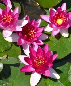 Roots Plants Dwarf Water Lily | Nymphaea Xiafei Trees For Small Gardens 11 Roots Plants Dwarf Water Lily | Nymphaea Xiafei Trees For Small Gardens