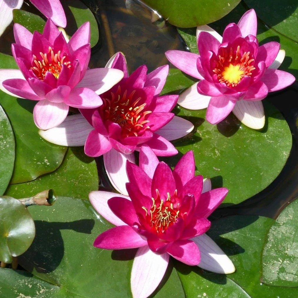 Roots Plants Dwarf Water Lily | Nymphaea Xiafei Trees For Small Gardens 7 Roots Plants Dwarf Water Lily | Nymphaea Xiafei Trees For Small Gardens