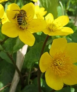 Roots Plants Marsh Marigold | Caltha Palustris