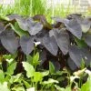 Roots Plants All Pond Plants Colocasia Rubra Black Magic | Elephant Ear Plant