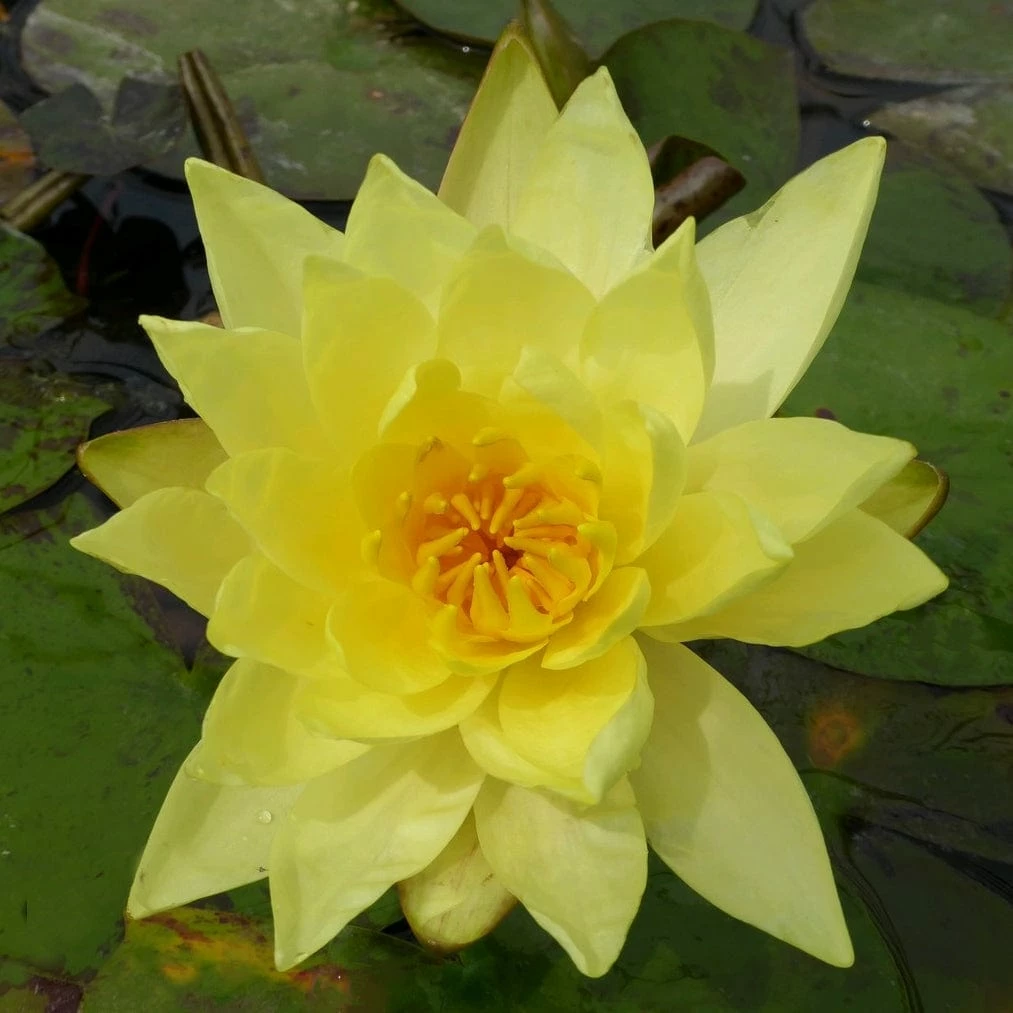 Roots Plants Water Lily | Nymphaea Lemon Mist 5 Roots Plants Water Lily | Nymphaea Lemon Mist