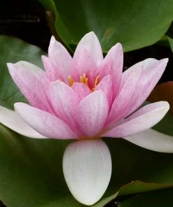 Roots Plants Water Lily | Nymphaea Mrs Richmond