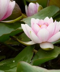 Roots Plants Water Lily | Nymphaea Mrs Richmond