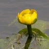Roots Plants Yellow Water Lily | Nuphar Lutea