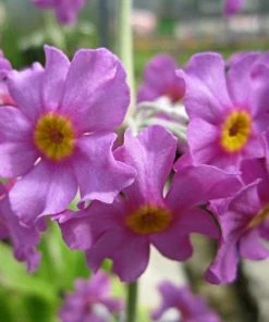 Roots Plants All Pond Plants Bee's Primula | Primula Beesiana