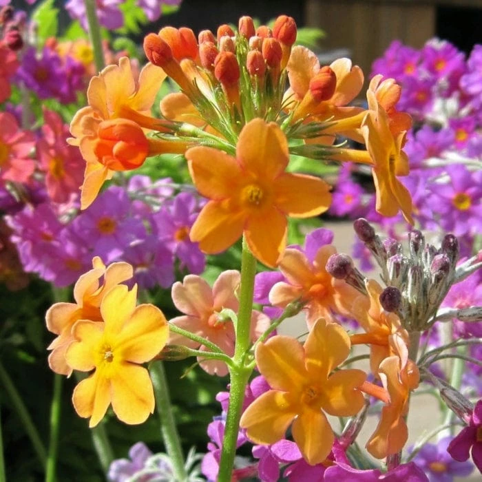 Roots Plants All Pond Plants Bulley's Primrose | Primula Bulleyana 5 Roots Plants All Pond Plants Bulley's Primrose | Primula Bulleyana