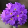 Roots Plants Drumstick Primula | Primula Denticulata All Pond Plants