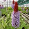 Roots Plants Orchid Primrose | Primula Vialii All Pond Plants