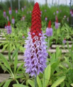 Roots Plants Orchid Primrose | Primula Vialii All Pond Plants