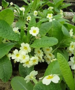 Roots Plants Wild Primrose | Primula Vulgaris