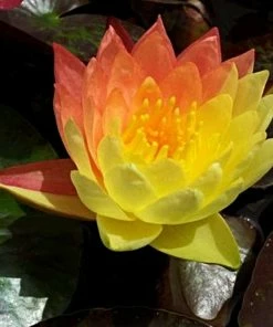 Roots Plants Variegated Water Lily | Nymphaea Wanvisa