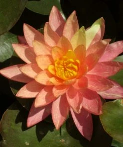 Roots Plants Variegated Water Lily | Nymphaea Wanvisa