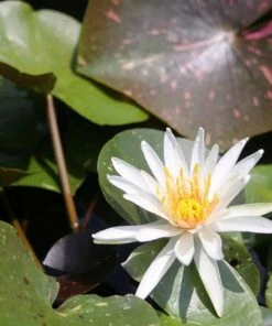 Roots Plants Water Lily 'Arc-en-Ciel' | Nymphaea | 3L Pot