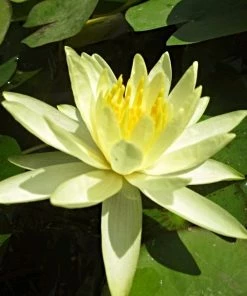 Roots Plants Water Lily 'Colonel A J Welch' | Nymphaea | 3L Pot