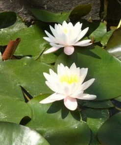 Roots Plants Large Water Lily | Nymphaea Marliacea 'Rosea' | 3L Pot