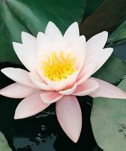 Roots Plants Large Water Lily | Nymphaea Marliacea 'Rosea' | 3L Pot 10 Roots Plants Large Water Lily | Nymphaea Marliacea 'Rosea' | 3L Pot