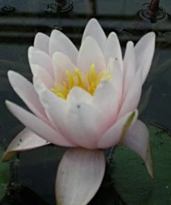 Roots Plants Large Water Lily | Nymphaea Marliacea 'Rosea' | 3L Pot 11 Roots Plants Large Water Lily | Nymphaea Marliacea 'Rosea' | 3L Pot