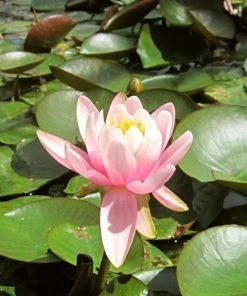 Roots Plants Fragrant Water Lily | Nymphaea Odorata 'Firecrest' | 3L Pot 7 Roots Plants Fragrant Water Lily | Nymphaea Odorata 'Firecrest' | 3L Pot