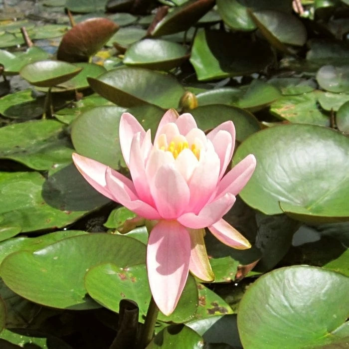 Roots Plants Fragrant Water Lily | Nymphaea Odorata 'Firecrest' | 3L Pot 5 Roots Plants Fragrant Water Lily | Nymphaea Odorata 'Firecrest' | 3L Pot