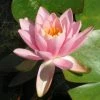 Roots Plants Fragrant Water Lily | Nymphaea Odorata 'Firecrest' | 3L Pot 1 Roots Plants Fragrant Water Lily | Nymphaea Odorata 'Firecrest' | 3L Pot