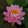 Roots Plants Fragrant Water Lily 'Pink Peony' | Nymphaea | 3L Pot