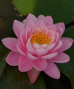 Roots Plants Fragrant Water Lily 'Pink Peony' | Nymphaea | 3L Pot