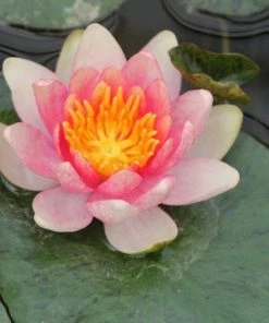 Roots Plants Dwarf Water Lily 'Solfatare' | Nymphaea | 3L Pot