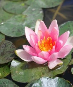 Roots Plants Dwarf Water Lily 'Solfatare' | Nymphaea | 3L Pot