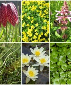 Roots Plants All Pond Plants Best Pond Plants For Any Size Pond | All In One | Oxygenating & Wildlife | Flowers & Structure