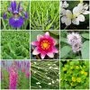 Roots Plants All Pond Plants Best Pond Plants For Any Size Pond | All In One | Oxygenating & Wildlife | Flowers & Structure