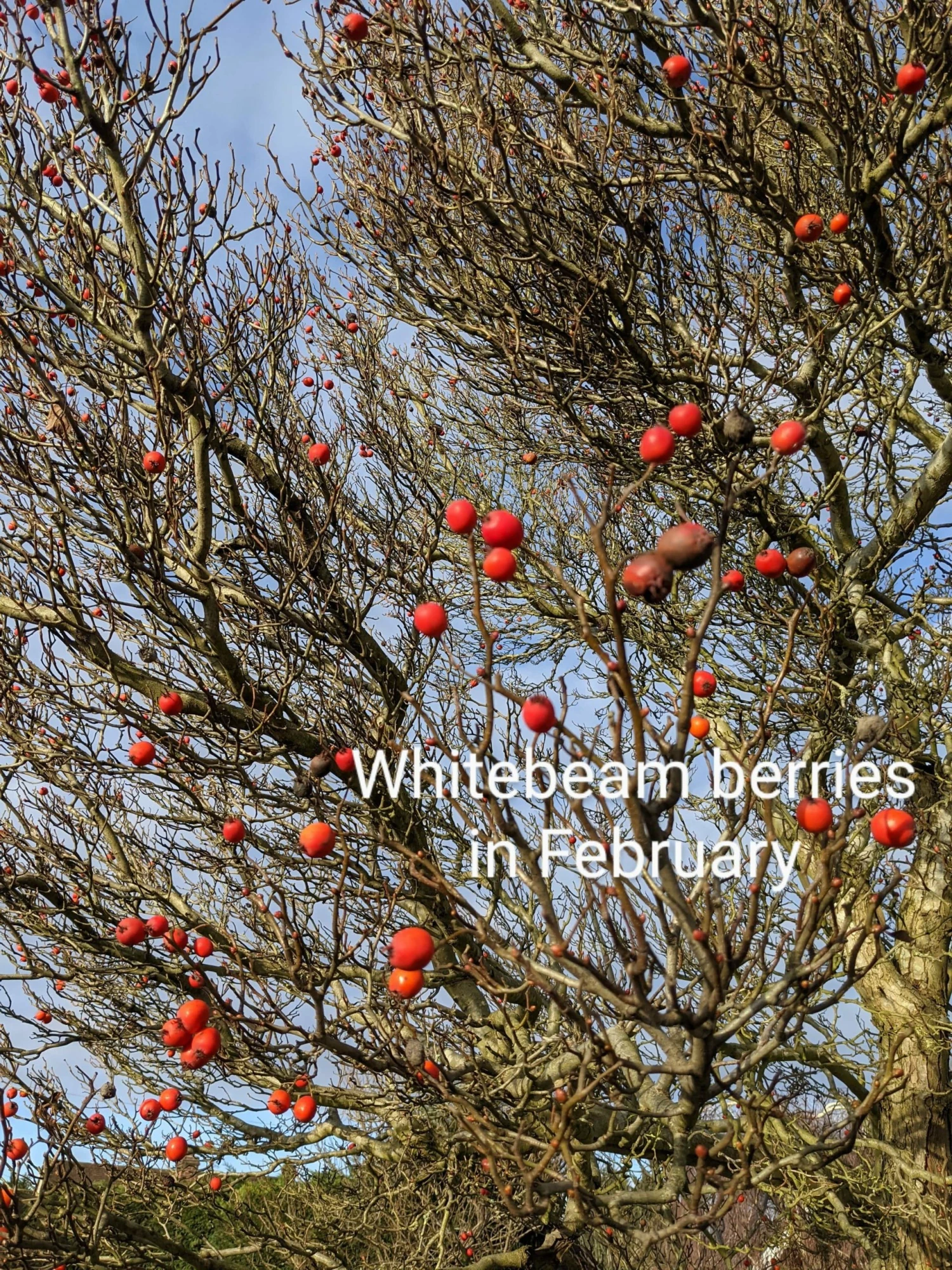 Roots Plants Whitebeam Tree | Sorbus Aria 'Lutescens' Trees & Shrubs 4 Roots Plants Whitebeam Tree | Sorbus Aria 'Lutescens' Trees & Shrubs