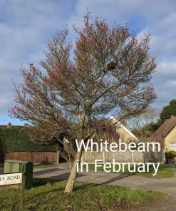 Roots Plants Whitebeam Tree | Sorbus Aria 'Lutescens' Trees & Shrubs 9 Roots Plants Whitebeam Tree | Sorbus Aria 'Lutescens' Trees & Shrubs