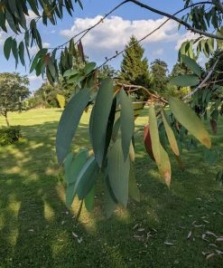 Roots Plants Snow Gum Tree | Eucalyptus Pauciflora 'Niphophila' Trees & Shrubs