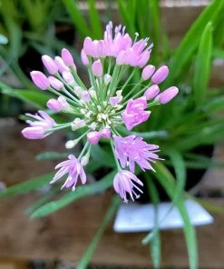 Roots Plants Allium Millenium' 3L Pot