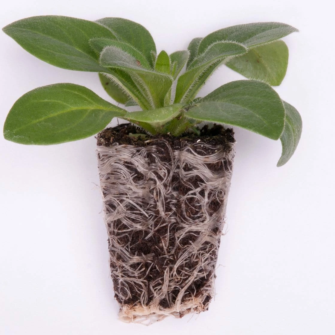 Roots Plants Petunia 'Hello Yellow' Jumbo Plug Plants 9 Roots Plants Petunia 'Hello Yellow' Jumbo Plug Plants