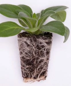 Roots Plants Petunias Petunia Petchoa 'Caramel Yellow' Jumbo Plug Plants 13 Roots Plants Petunias Petunia Petchoa 'Caramel Yellow' Jumbo Plug Plants