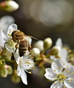 Roots Plants Old Greengage Plum Tree Fruits