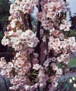 Roots Plants Trees & Shrubs Flagpole' Cherry Blossom Tree | Prunus Amanogowa 9 Roots Plants Trees & Shrubs Flagpole' Cherry Blossom Tree | Prunus Amanogowa