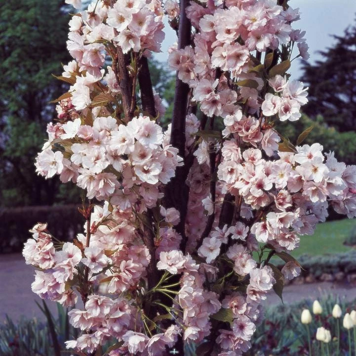 Roots Plants Trees & Shrubs Flagpole' Cherry Blossom Tree | Prunus Amanogowa 6 Roots Plants Trees & Shrubs Flagpole' Cherry Blossom Tree | Prunus Amanogowa