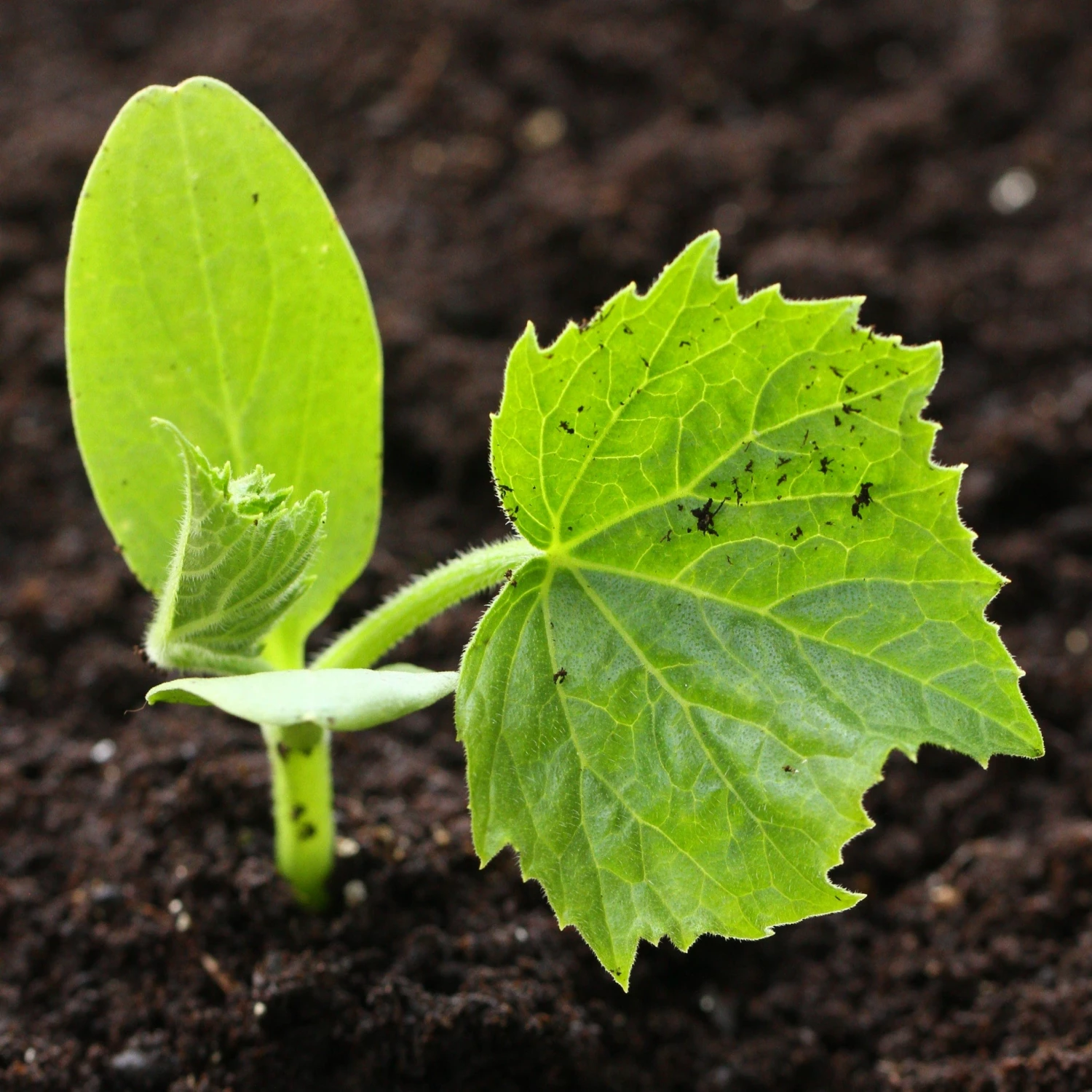 Roots Plants 3 Organic 'Jack O' Lantern' Pumpkin Plants All Vegetable Plants 4 Roots Plants 3 Organic 'Jack O' Lantern' Pumpkin Plants All Vegetable Plants