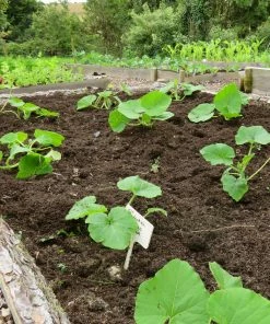 Roots Plants Root Vegetables 3 Organic 'Buttercup' Winter Squash Plants