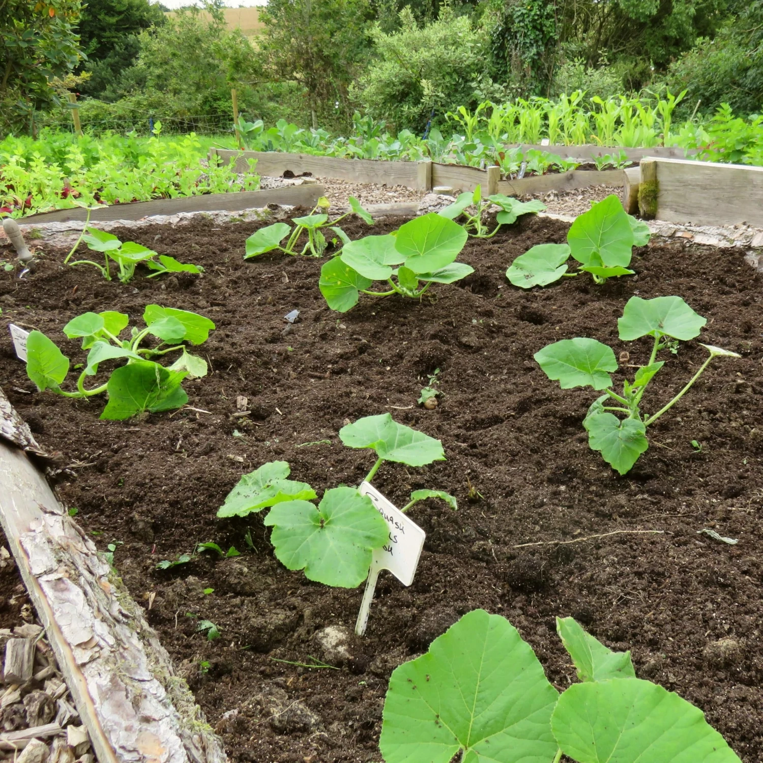 Roots Plants Root Vegetables 3 Organic 'Musquee De Provence' Winter Squash Plants 7 Roots Plants Root Vegetables 3 Organic 'Musquee De Provence' Winter Squash Plants