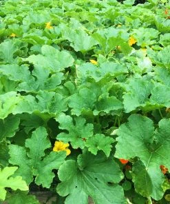 Roots Plants 3 Organic 'Uchiki Kuri' Winter Squash Plants Root Vegetables 15 Roots Plants 3 Organic 'Uchiki Kuri' Winter Squash Plants Root Vegetables