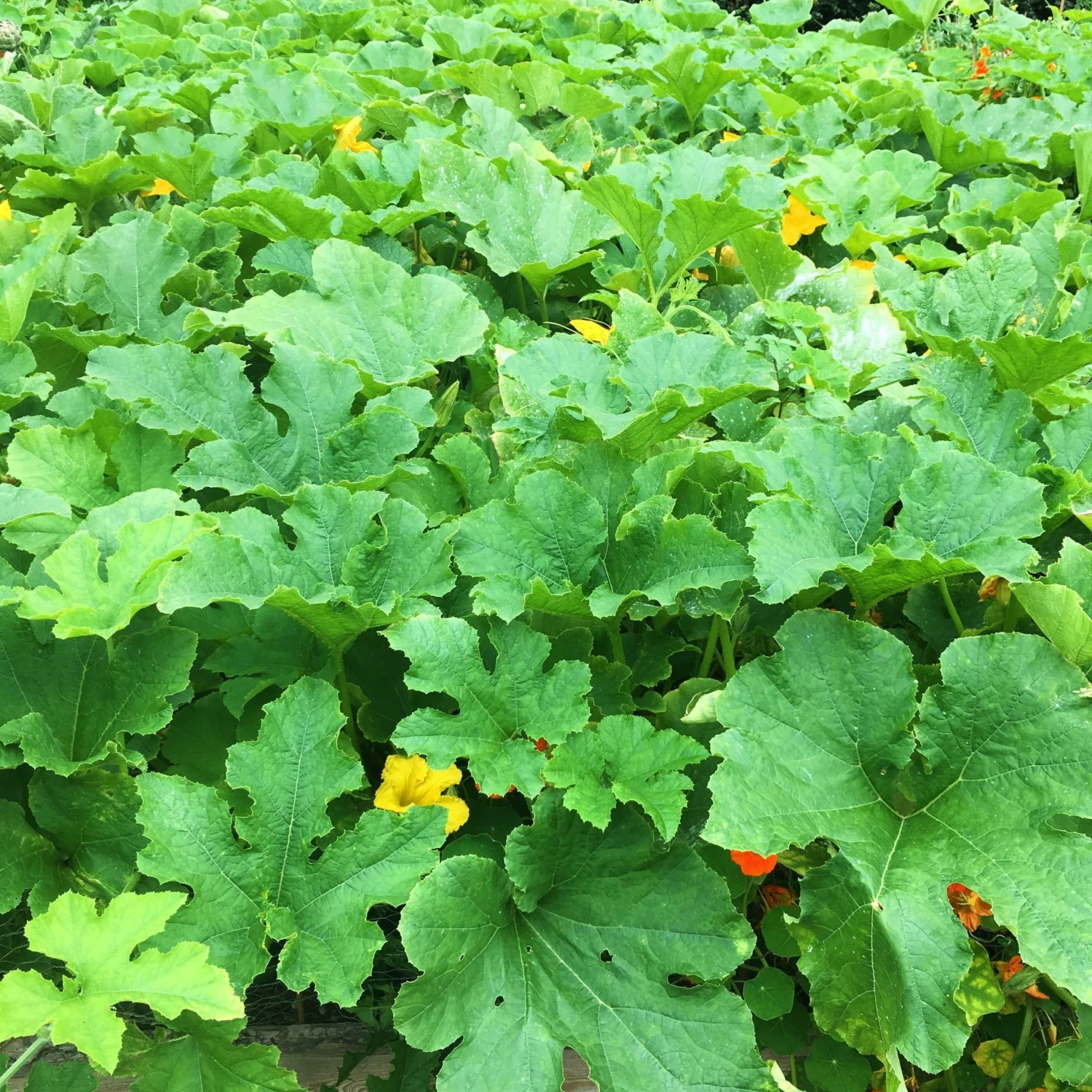 Roots Plants All Vegetable Plants 3 Organic 'Hundredweight' Pumpkin Plants 8 Roots Plants All Vegetable Plants 3 Organic 'Hundredweight' Pumpkin Plants