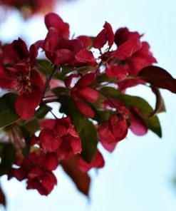 Roots Plants Royalty Crabapple Tree Fruits 8 Roots Plants Royalty Crabapple Tree Fruits