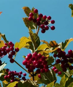 Roots Plants Royalty Crabapple Tree Fruits 9 Roots Plants Royalty Crabapple Tree Fruits