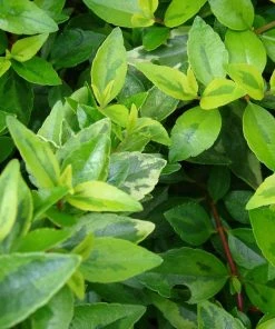 Roots Plants Abelia Grandiflora